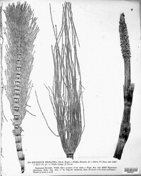 Equisetum telmateia image